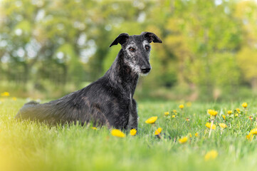 älterer Windhund liegt auf einer sommerlichen Wiese mit Blüten