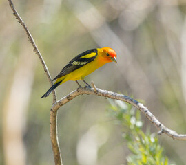 Fototapeta premium Colorful Western Tanager perched on a tree branch.