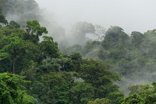 Fototapeta Fog over trees in jungle