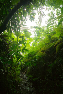 Fototapeta Lush trees on jungle path