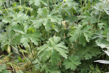 Green foliage of purple cranesbill (Geranium magnificum) plant in summer garden