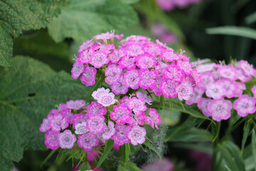 Obraz premium Pink flowers of sweet William (Dianthus barbatus) plant close-up in summer garden