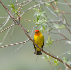 Colorful Western Tanager perched on a tree branch.