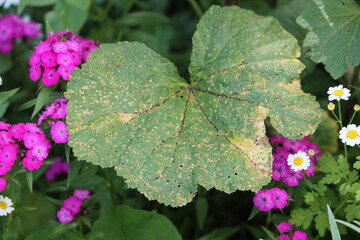 Pathogenic fungus Puccinia malvacearum or hollyhock rust on leaf of Alcea rosea - 512194260