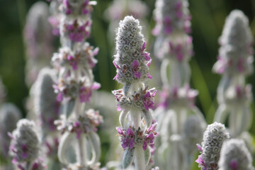 Flowering Woolly hedgenettle (Stachys byzantina) plants in summer garden - 512194280
