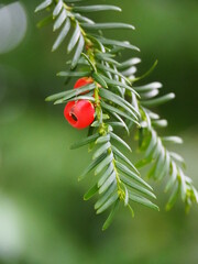Obraz premium Red yew fruit on a yew-tree. Taxus baccata with red aril.
