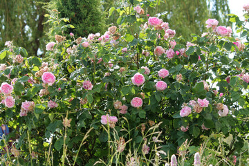 Green rose shrub with pink double flowers in summer garden
