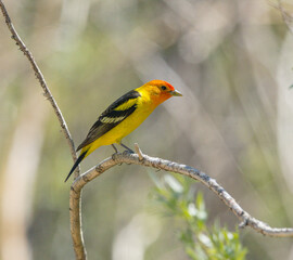 Colorful Western Tanager perched on a tree branch.