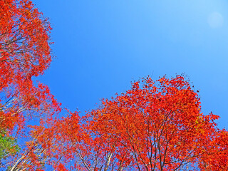 樹木と空・紅葉