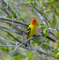 Colorful Western Tanager perched on a tree branch.