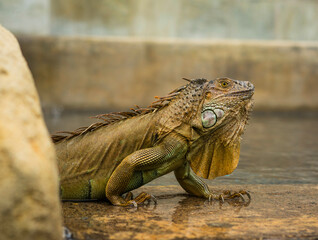 Iguana walking on wet rock