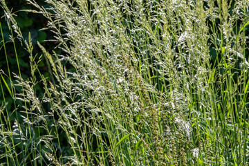 Obraz premium gros plan sur l'herbe