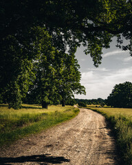 Oak Park in Romania © Artur