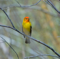 Colorful Western Tanager perched on a tree branch.