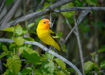 Colorful Western Tanager perched on a tree branch.
