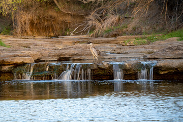 Great Blue Heron & Creek