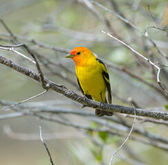 Colorful Western Tanager perched on a tree branch.