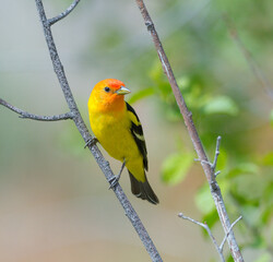 Colorful Western Tanager perched on a tree branch.