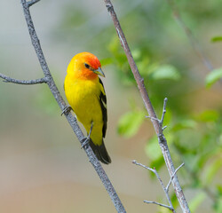 Colorful Western Tanager perched on a tree branch.