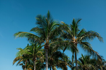 Fototapeta na wymiar Florida Palm Trees