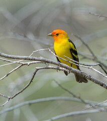 Colorful Western Tanager perched on a tree branch.