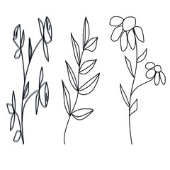 Plant species,rose.leaves,chamomile.Lines,vektor