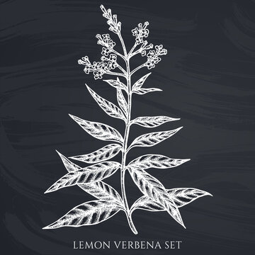 Tea herbs hand drawn vector illustrations collection. Chalk lemon verbena.