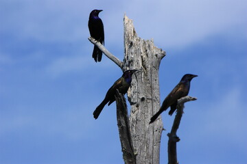 black birds on a dead tree all looking in the same direction, in a wetland in norther Alberta Canada 