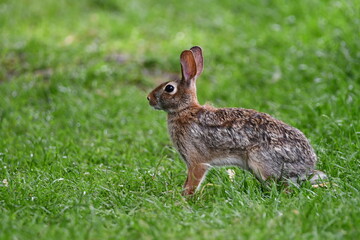 Eastern Cottontail Bunny Rabbit on grass in park looking around