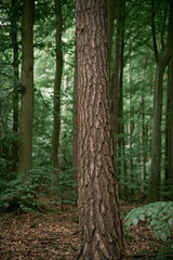 Fototapeta premium Vertical photo of a close up of a tree trunk isolated with blurred forest background