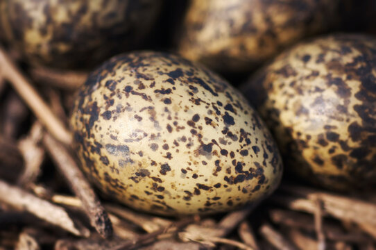 Speckled plover eggs in the wild