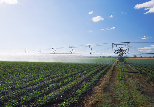 Overhead Irrigation Passing Over Young Green Crop 