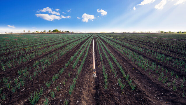 Irrigation pipe running down rows of young crop of market garden