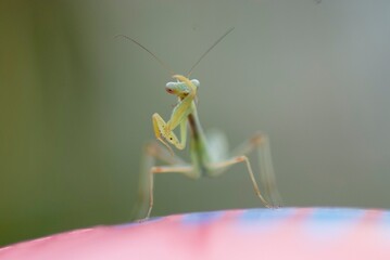 Mantis bug pose 1 macro close-up