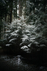 Winterwald in kalter Schneelandschaft in der Dämmerungszone zwischen Bäumen