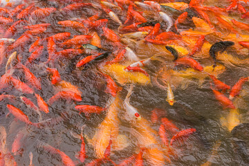 Koi fish grouped in a lagoon