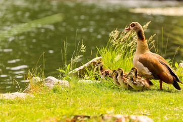 Enten Familie