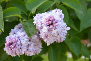 summer day in Moscow