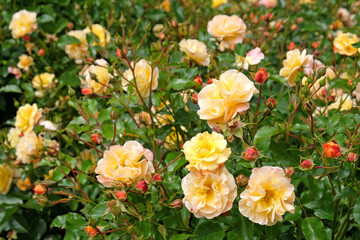 Rose Flower Carpet Amber in flower