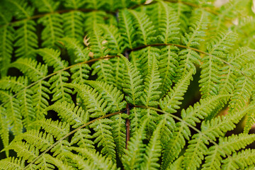 Beautiful juicy green fern leaves macro shooting