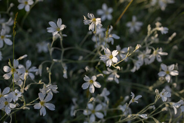 Cerastium tomentosum. Flower stingon on a blurred background