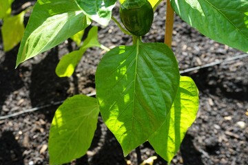 Grüne Paprikapflanze in Holzkastenbeet bei Sonne im Frühling 
