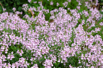 Obraz premium Nemesia denticulata Confetti in flower