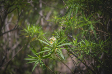 Beautiful yellow blooms and spike greenery in a garden in sunny Florida