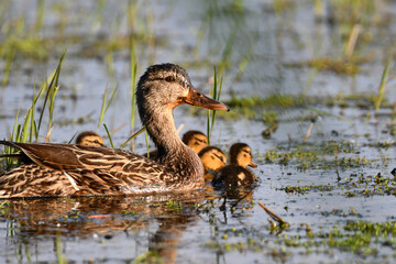 Female Mallard mother duck swims in marsh with baby ducklings
