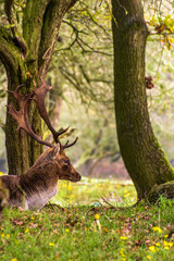 Red deer in the forest is resting under a tree