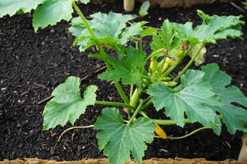 Bio-Kürbispflanze in Hochbeet im Frühling 