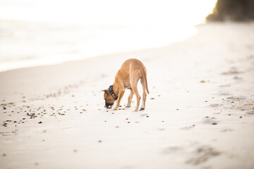 Szczeniak whippet wyjada coś z piasku © ZiraPhoto