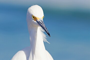 Nahaufnahme Reiherkopf