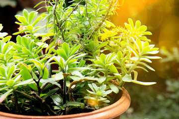 Fototapeta na wymiar Beautiful spreading bush with sun lights. Bright juicy fresh green plants